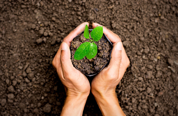 Planting Trees and Shrubs